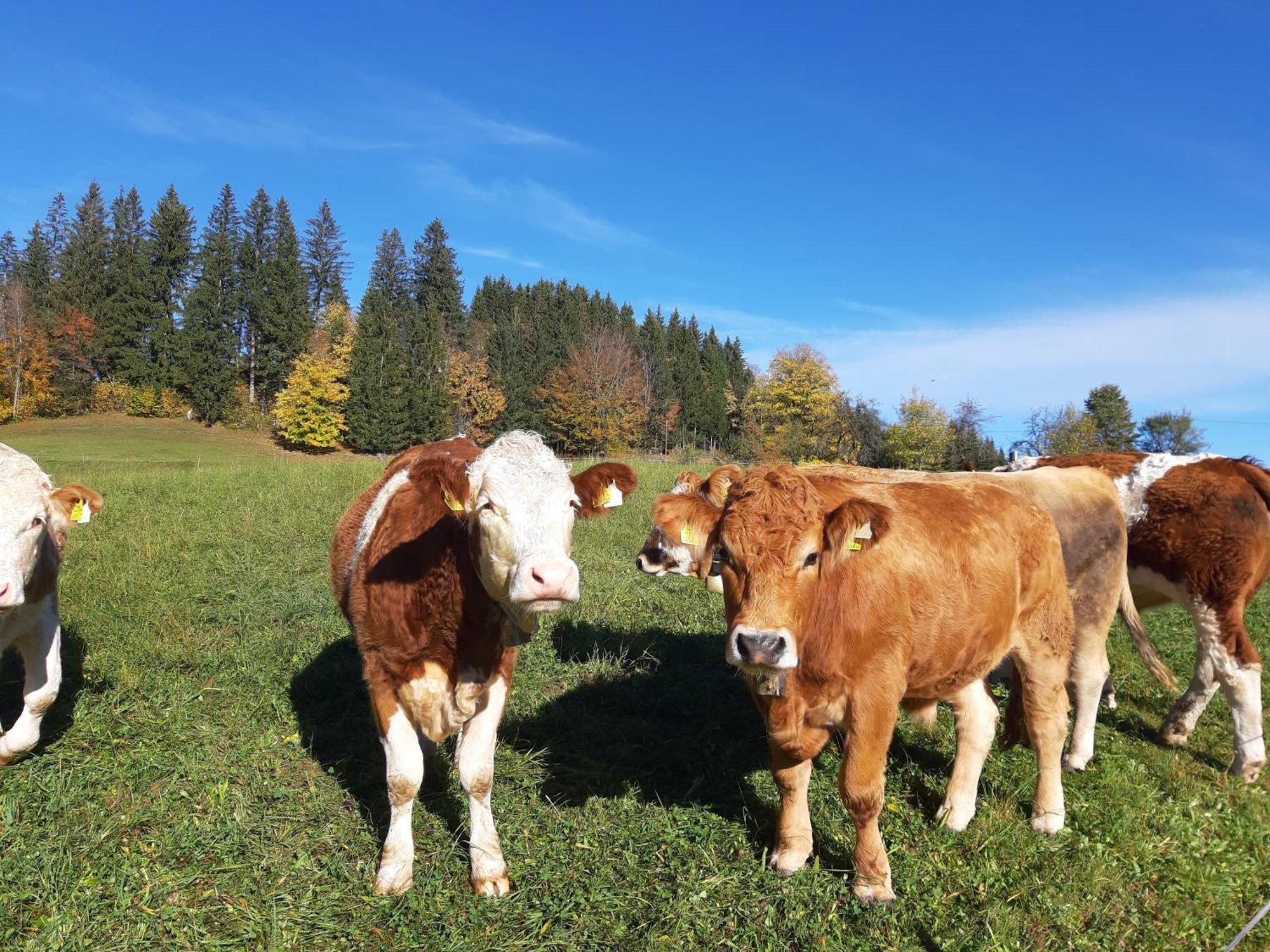 Bauernhof Ablass Göstling an der Ybbs Exteriör bild