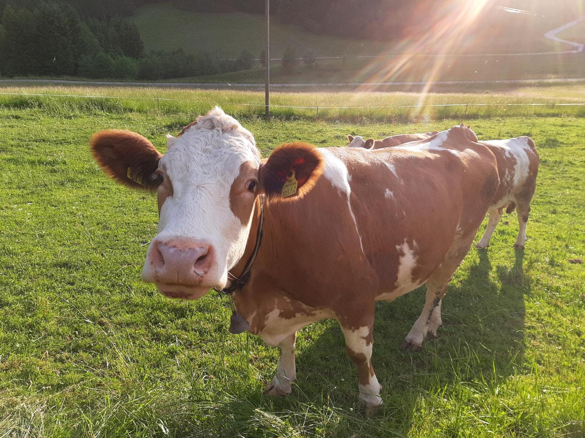 Bauernhof Ablass Göstling an der Ybbs Exteriör bild